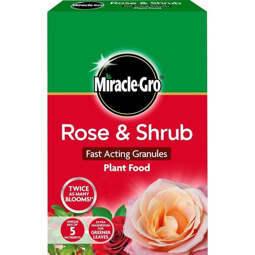 Premium rose shrub growth - premium,